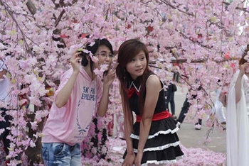 Vietnamese teen pose at the exhibited cherry blossom tree at last year festival