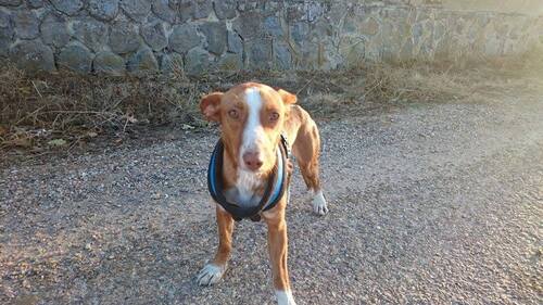 Elio, podenco maneto sauvé de l'errance / SOS PODENCO RESCUE