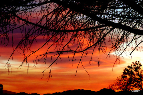 Barcarès : coucher de soleil sur les pins ... n 3