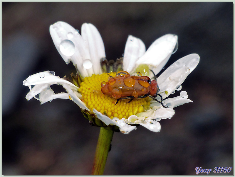 Ce coléoptère donne l'ambiance de la randonnée dans les Varrados : pluvieuse - Val d'Aran - Espagne