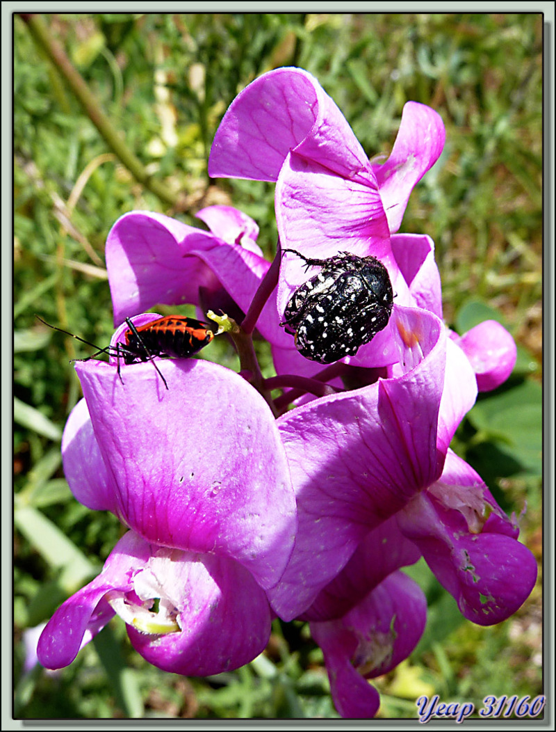 Cétoine grise ou Drap Mortuaire (Oxythyrea funesta) - La Couarde-sur-Mer - Ile de Ré - 17