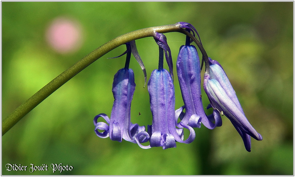 Jacinthe des Bois (1) - Hyacinthoides non-scripta