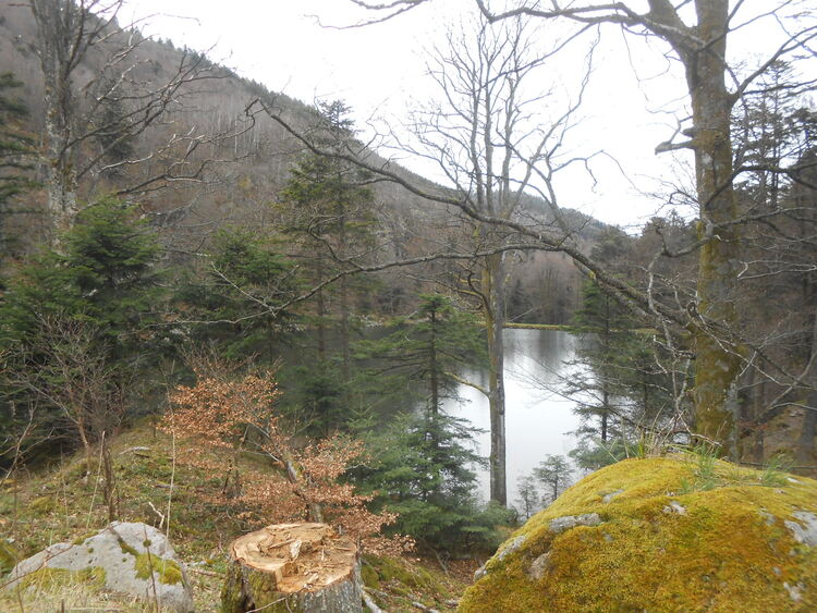 Vosges- Le lac des perches et les Neuweiher