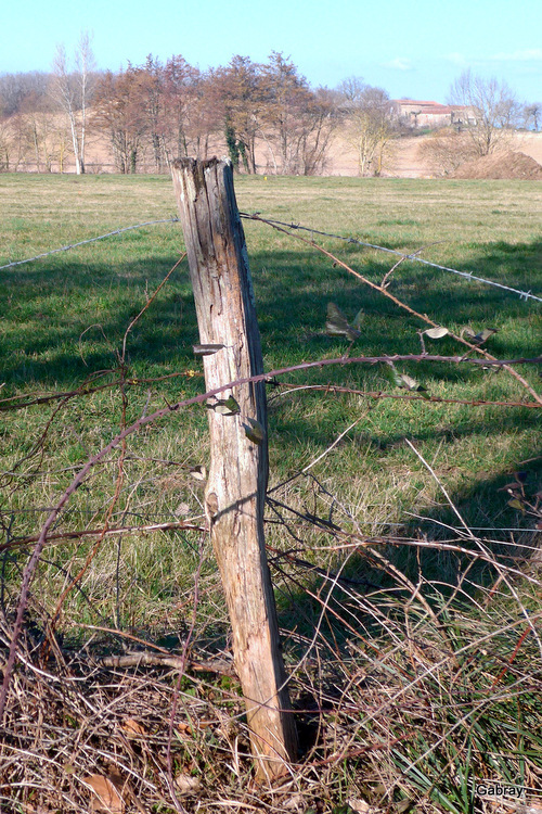 Haies du Tarn : arbres et arbustes