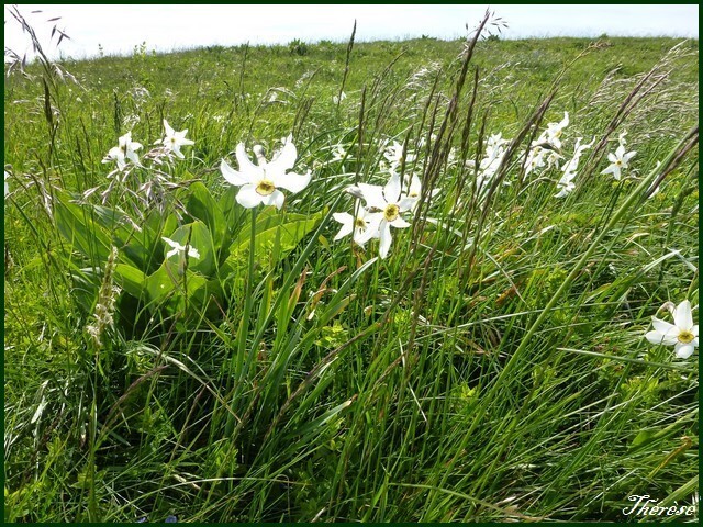 Flore du Grand Colombier (1)