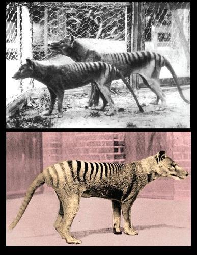 Le thylacine ou tigre de Tasmanie !