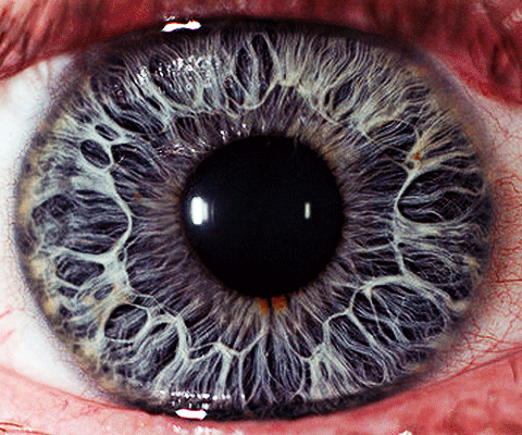 gif eye | Iris eye, Eye close up, Human eye