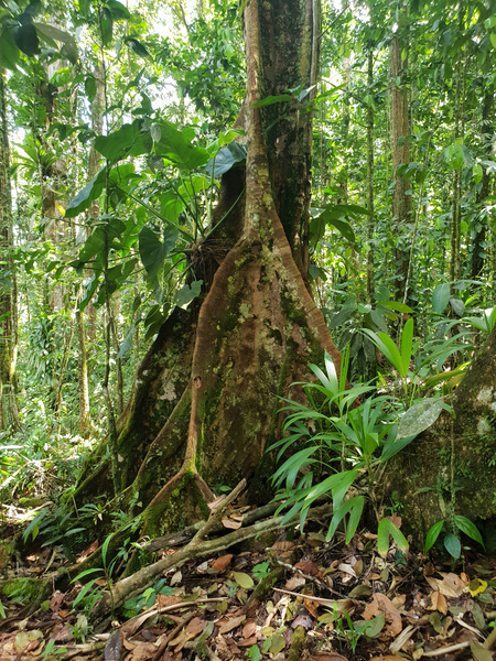 Dans la jungle de Basse-Terre