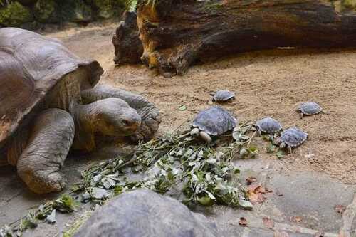 Une tortue de 80 ans en voie de disparition devient maman pour la première fois