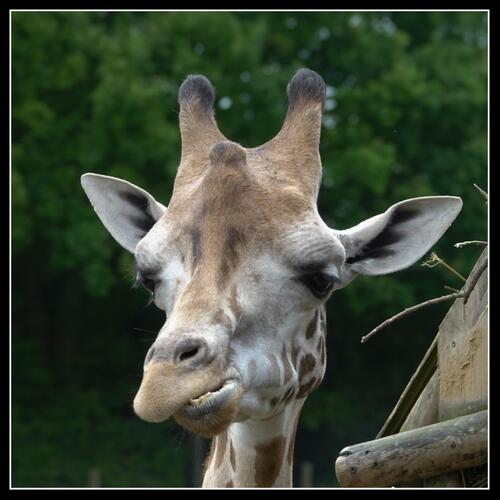 Allez...zou....au zoo