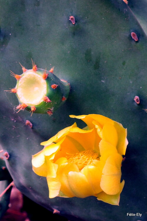 Les fleurs jaunes du figuier de Barbarie 
