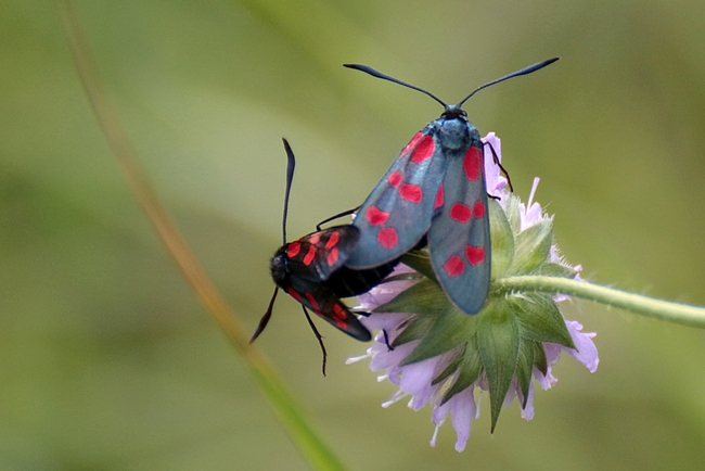 Zygaena filipendulae