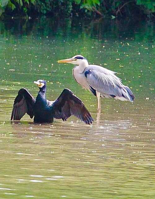 du coté des bords de marne ... un dimanche au bord de l'eau tralalala .... 