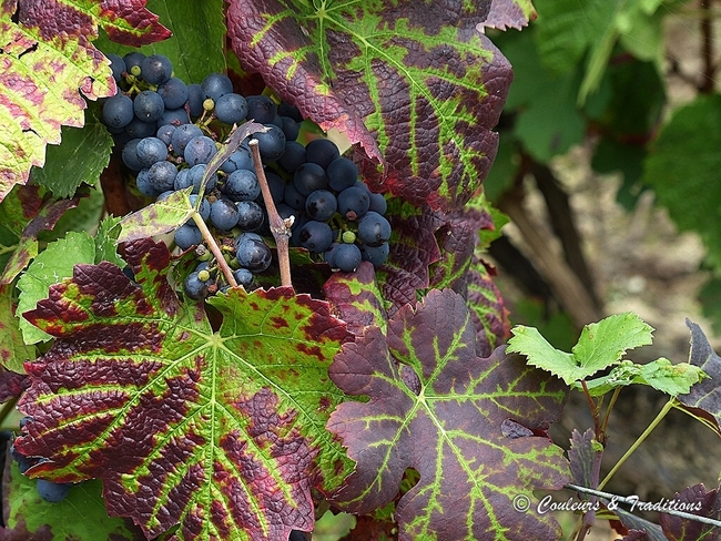 Vendange Champenoise