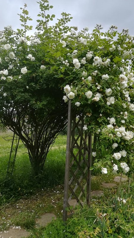 Le rosier de mamie