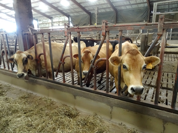 Visite de la ferme de la Guette, à Recey sur Ource, exploitation laitière biologique