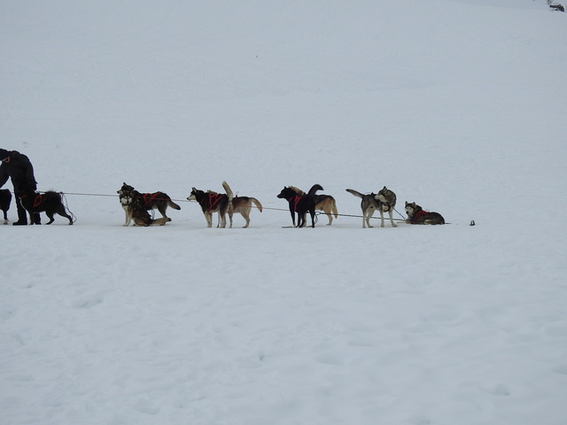 Chiens de traineau au col des Aravis