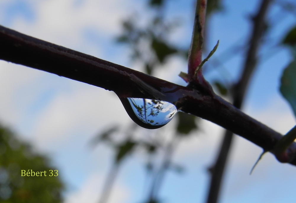 des gouttes d'eau au jardin