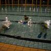 entrainement piscine 043.jpg