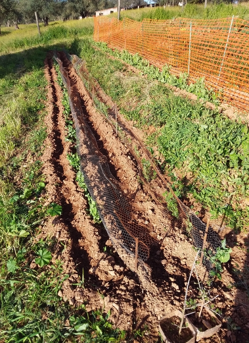 Un petit tour au jardin......