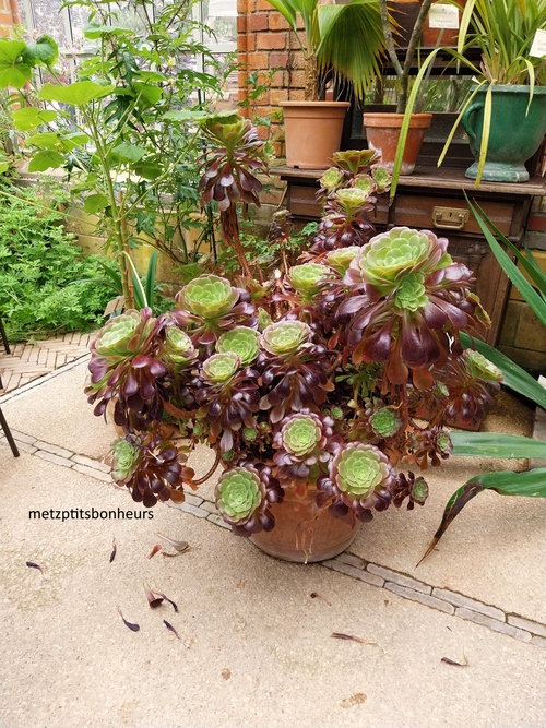 Jardin Botanique juin 2024