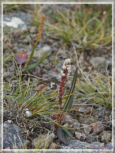 Un peu de botanique, mais sans trop s'éloigner dans la toundra : un touriste averti et vivant en vaut deux ! - Grise Fiord (ᐊᐅᔪᐃᑦᑐᖅ ou Aujuittuq) - Ellesmere Island - Nunavut - Canada
