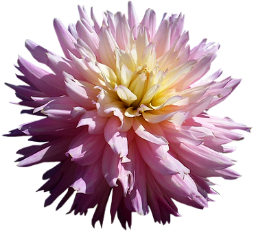 Tubes PNG de fleurs