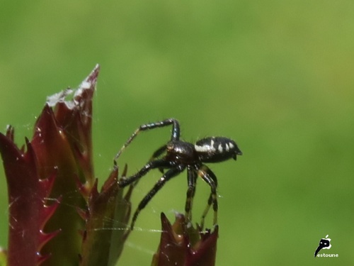 Araignée Napoléon (Synema globosum) mâle 