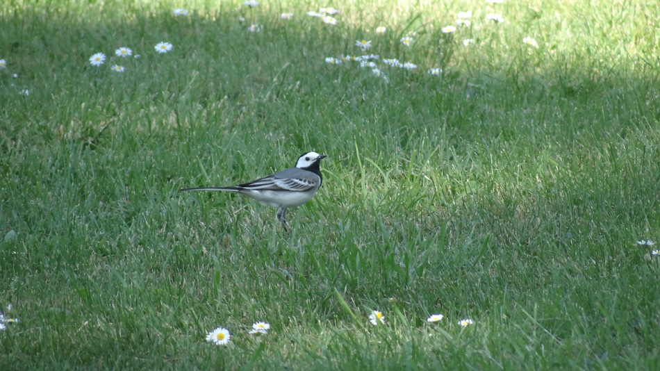 La Bergeronnette Grise (Motacilla alba)