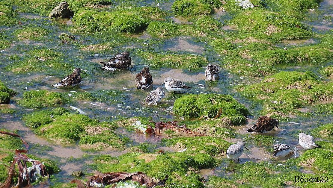 des oiseaux si beaux