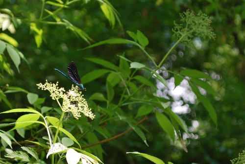 le monde fascinant des insectes