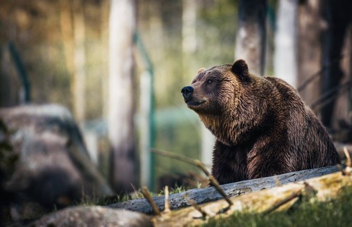 Nouvelles     animalières