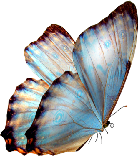Papillons / 7