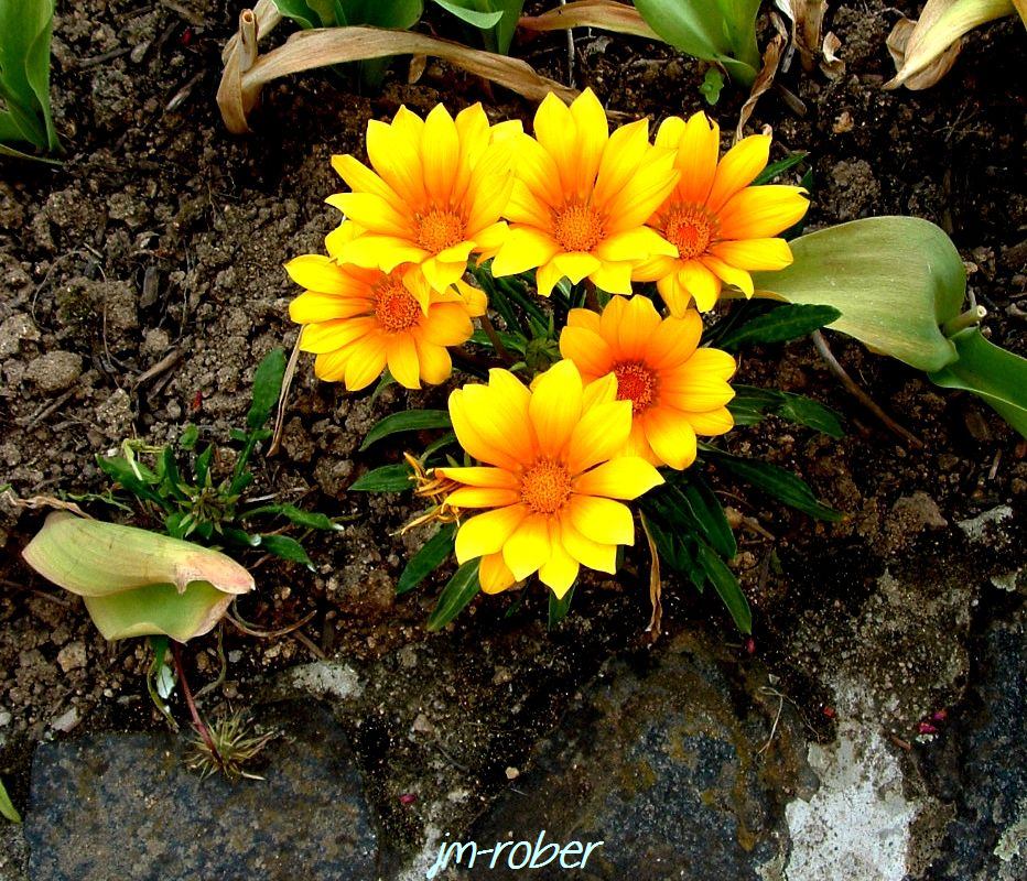 Gazania, fleur qui s'ouvre avec le soleil - JM🌿Flora
