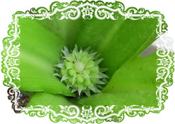 Eucomis