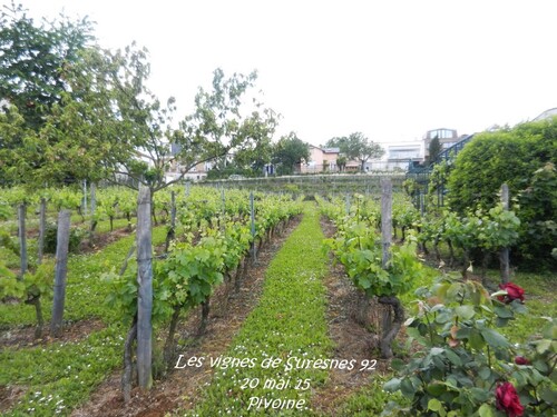 LA VIGNE DE SURESNES 92