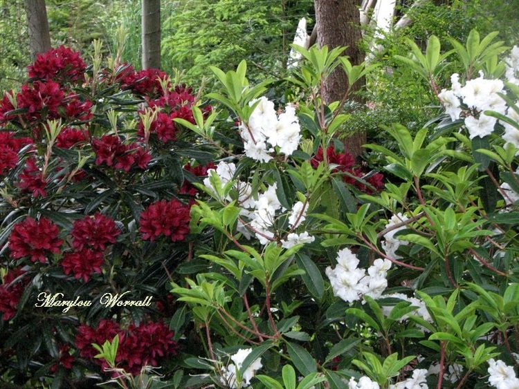 Nouvelles du Canada 94 : Rhododendrons et azalées
