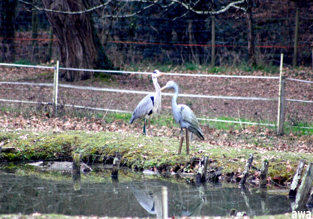 Encore des visites !! Beauté de la nature 