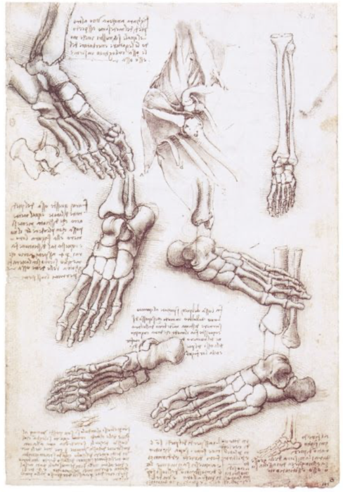 Pied anatomie (os)