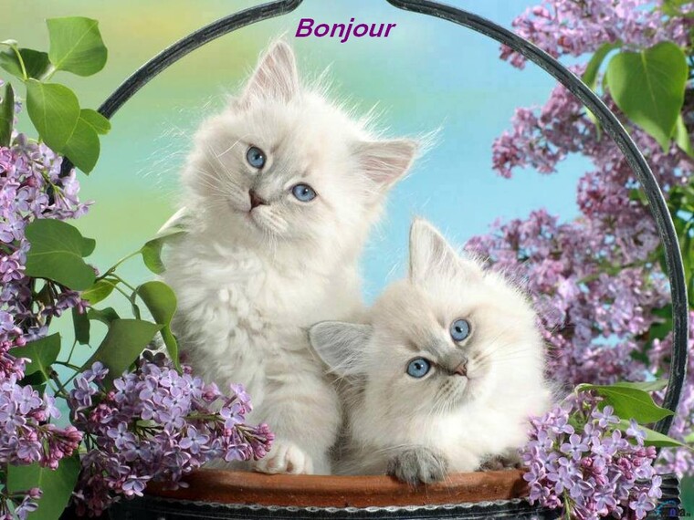 Bonjour bon mercredi