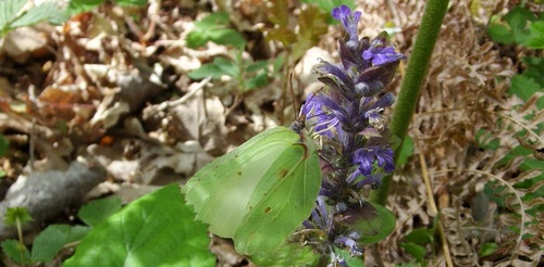 papillon citron en Touraine