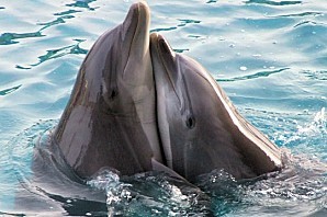 dauphins