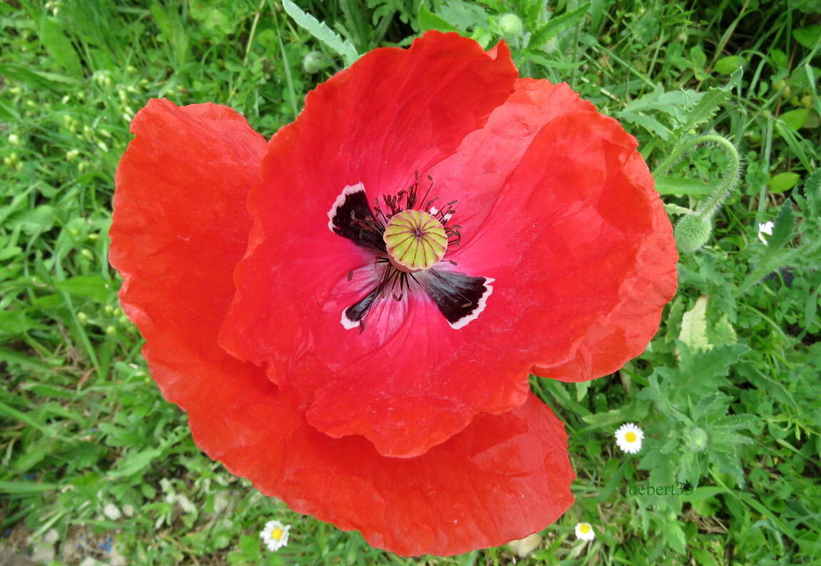 Mes coquelicots