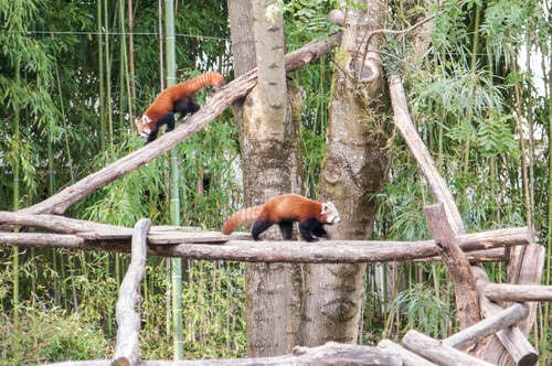 LES PANDAS ROUX DU ZOO DE MULHOUSE