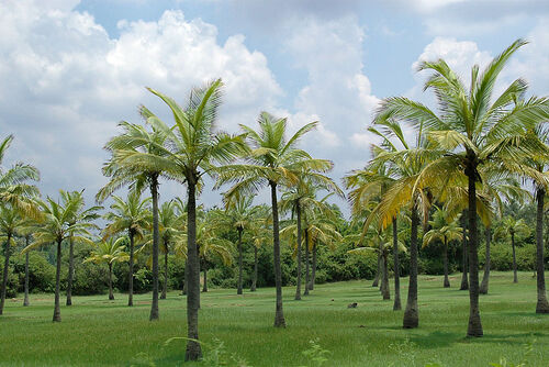 File:Cocos nucifera plantation in continental India (Nagesh).jpg