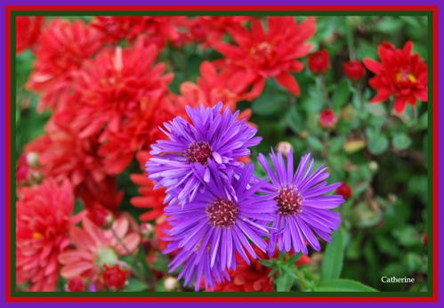 asters-violets-chrysanth--mes-rouges.jpg