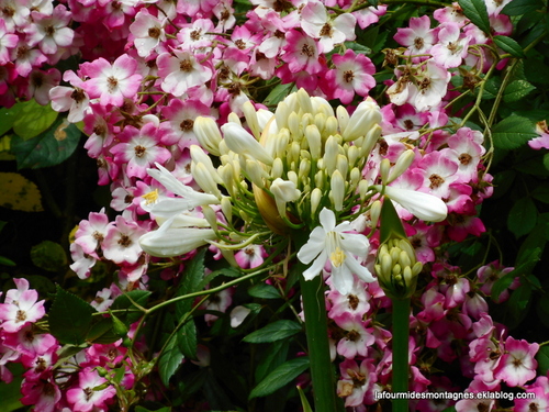 Jardins dans le Gers