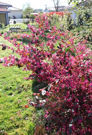 Loropetalum chinensis 'Fire Dance'