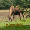 biscuit8