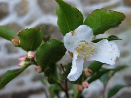 Camellia transnokoensis